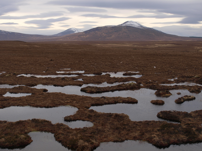 Peat bog